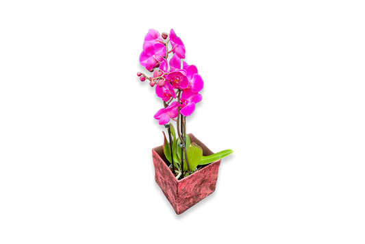 Topfpflanzen - Orchidee in pink - Zeitlos schön!