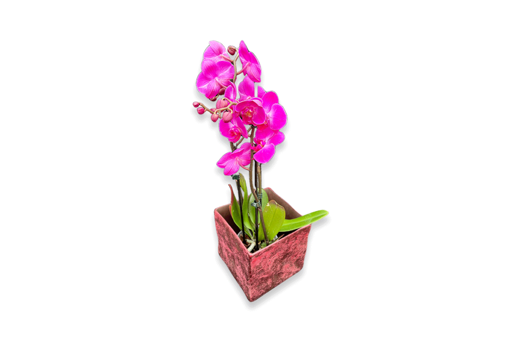 Topfpflanzen - Orchidee in pink - Zeitlos schön!